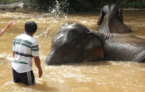 washing elephants - elephant trekking in Chiang Mai
