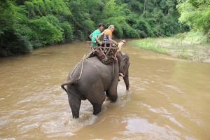 elephant trekking in chiang mai